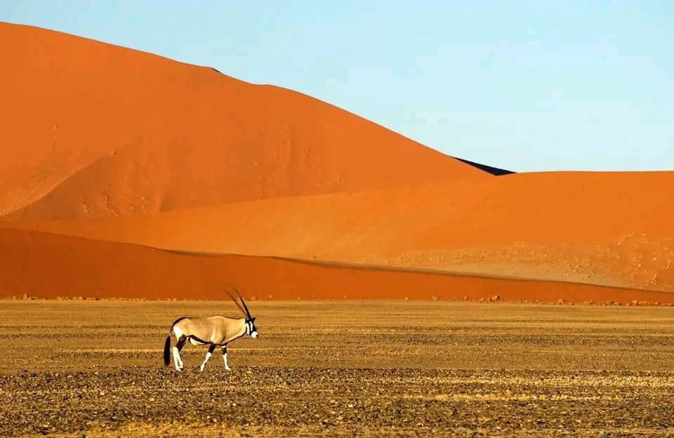 Sossusvlei Dunes